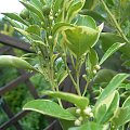 pączki calamondyny