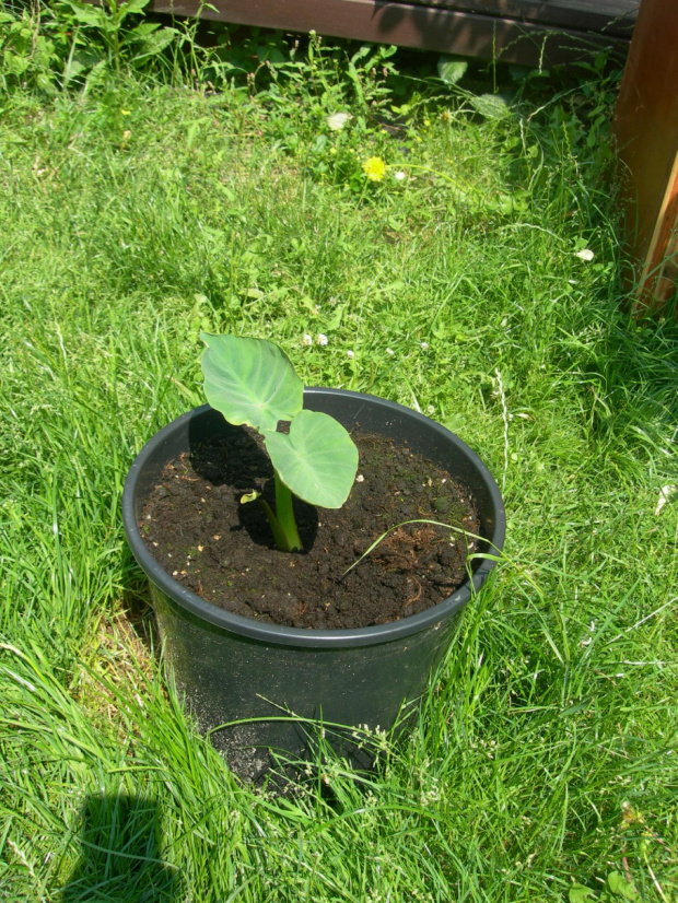 colocasia gigantea