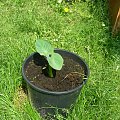 colocasia gigantea