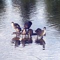 Warszawa Morskie Oko #jezioro #park #warszawa #widok