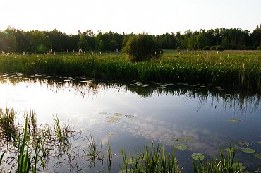 #Tychy #widoki #jezioro #natura #FloraIFauna
