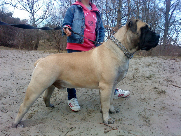 boerboel Shek Xanti Land Szejk Polska wiosna 2012 #BoerboelShekXantiLandSzejkPolska