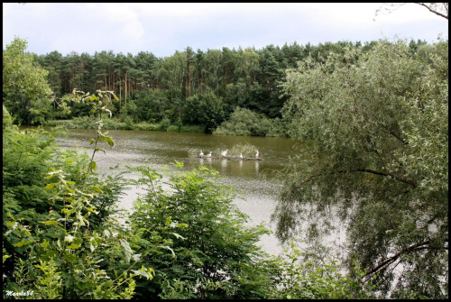 c.d. poznańskiego zoo