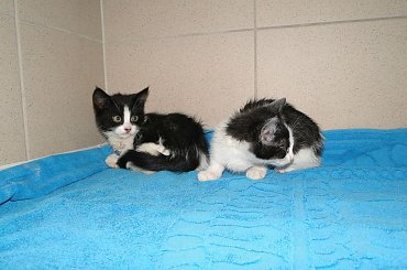 Koty do adopcji #adopcja #adopcje #Gliwice #kocięta #kot #kotki #koty #pomoc #przygarnę #schronisko #zaadoptuję #zwierzęta