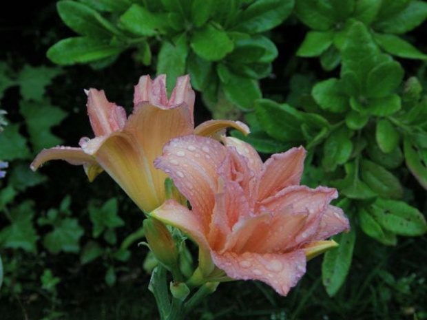 Catherine Hawn #KwiatyLata #liliowce