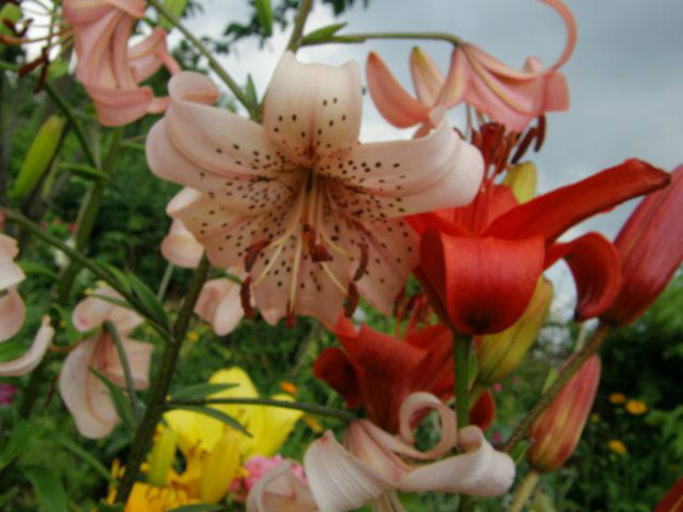 Lilie #KwiatyLata #lilie