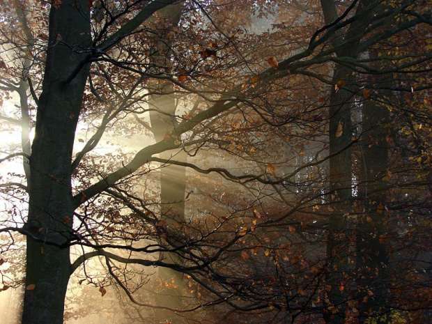 #las #drzewa #rośliny #przyroda #natura #jesień #mgła #słońce #liście #promienie