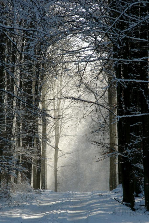 #las #drzewa #rośliny #przyroda #natura #zima #słońce #promienie #śnieg #brama #gotyk