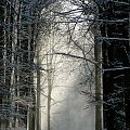 #las #drzewa #rośliny #przyroda #natura #zima #słońce #promienie #śnieg #brama #gotyk