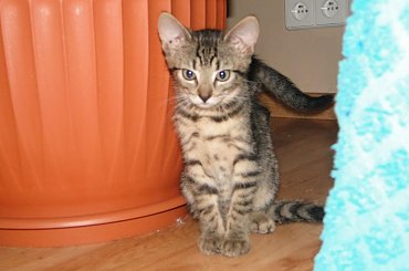 #koty #kot #adopcja #adopcje #zwierzęta #pomoc #Gliwice #schronisko #zaadoptuję #przygarnę #kotki #kocięta