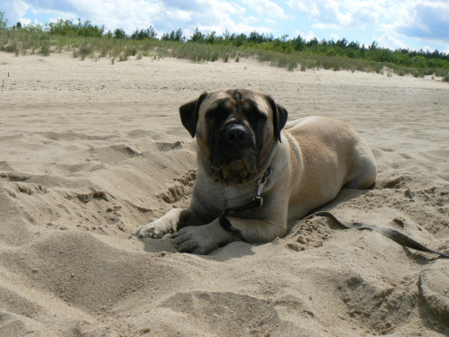 boerboel Shek Xanti Land Polska Gdańsk mastif afrykański