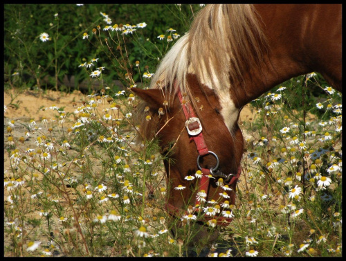 ...tak na odmianę żeby nie zanudzać Was kwiatami- koń w kwiatach:)))