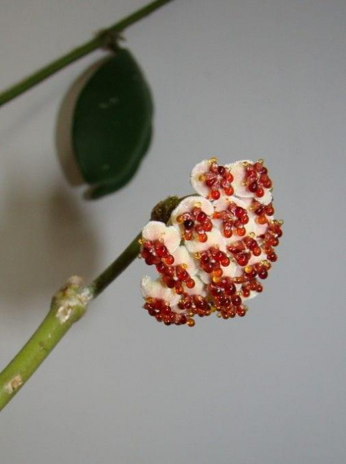 Hoya kerrii