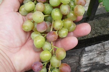 Głasza #grona #winorośl