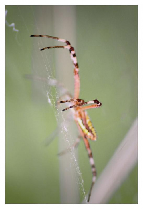 #pająk #owad #łąka
