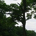 Rybnik - tereny za kąpieliskiem Ruda.