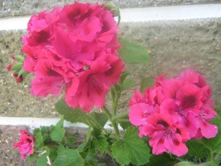 pelargonia