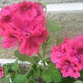 pelargonia