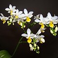 Phalaenopsis equestris var. aurea