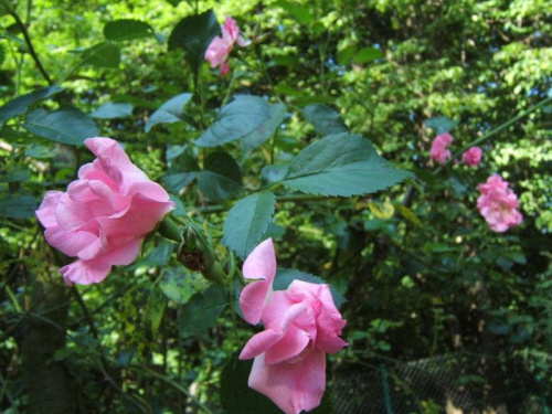 #kwiat #kwiaty #ogród #rosa #Róża #róże