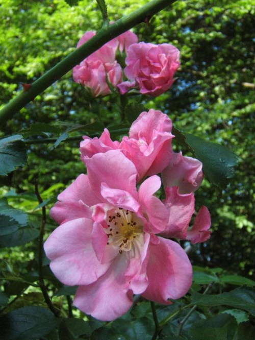#kwiat #kwiaty #ogród #rosa #Róża #róże