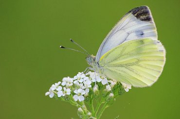 w zielonej ciszy #bielinek #macro #motyl #owad