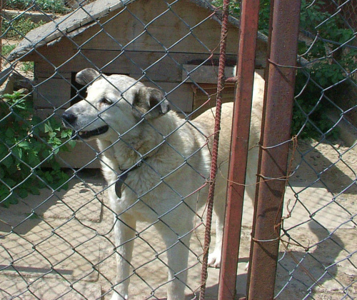 Bella z Orzeszków -najpiekniejszy pies pod słońcem