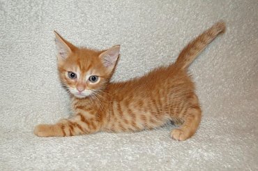 Koty do adopcji #adopcja #adopcje #Gliwice #kocięta #kot #kotki #koty #pomoc #przygarnę #schronisko #zaadoptuję #zwierzęta