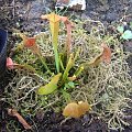 Sarracenia x Chelsonii