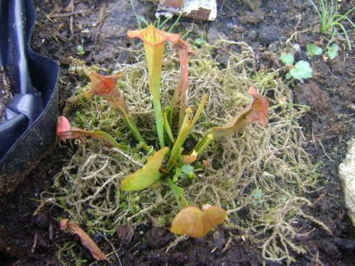 Sarracenia x Chelsonii