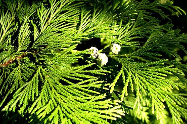 #makro #rośliny #zwierzęta #pióro