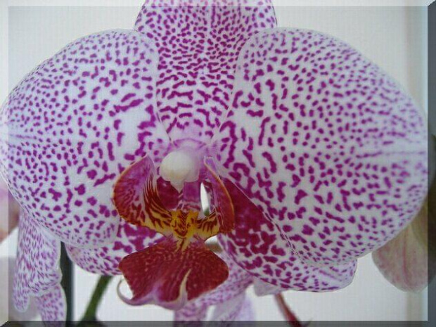 Phalaenopsis