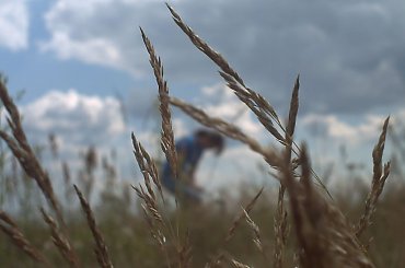 Tajemnicza postać ;) #cień #postać #zboże #owies #chmury