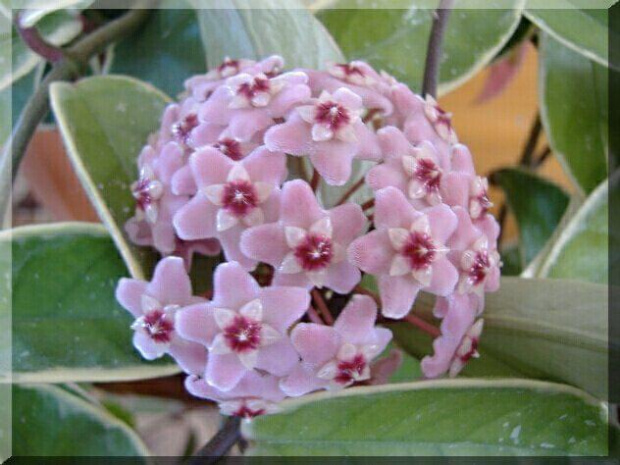 Hoya Carnosa Variegata