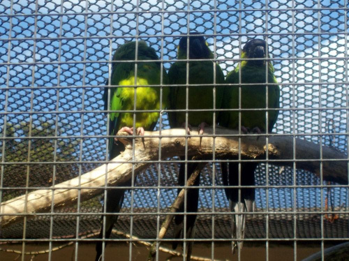 Konura czarnogłowa #warszawa #zoo #zwierzęta