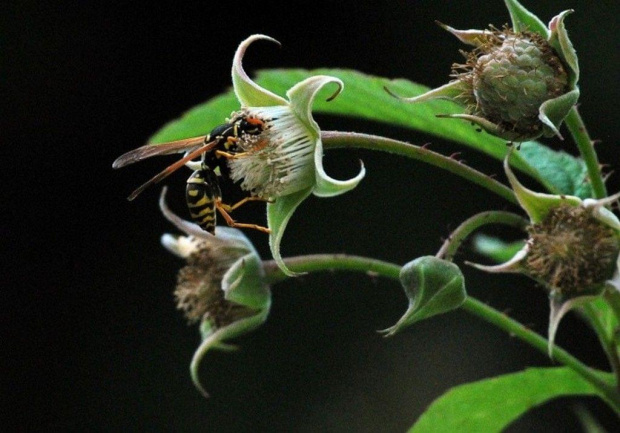 osa i kwiat maliny #makro #natura #owady #przyroda #ogródek