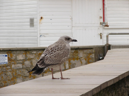 Brzydkie mewiątko. #mewa #MłodaMewa #seagull #ptak #ptaki