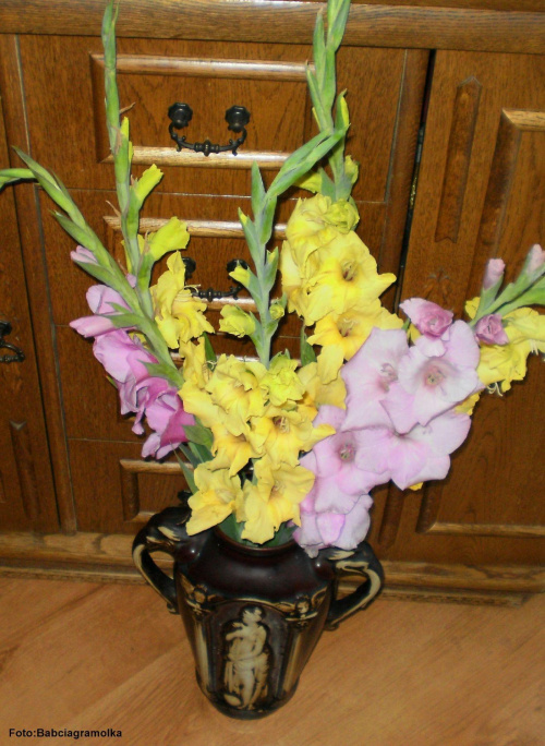 Gladiole #gladiole #kwiaty