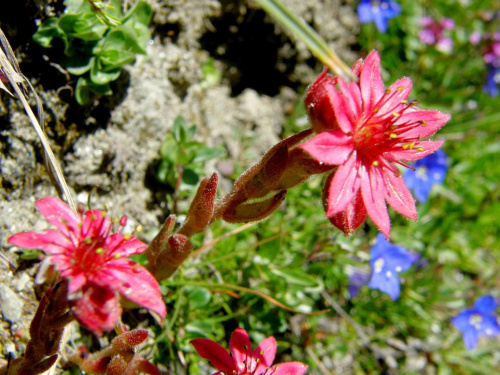 Flora alpejska