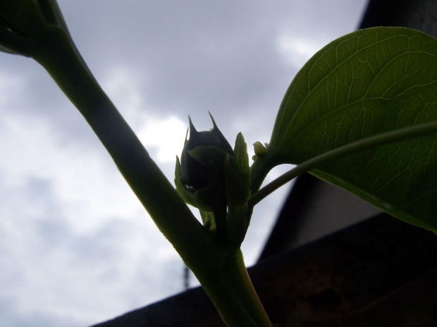 Passiflora alata