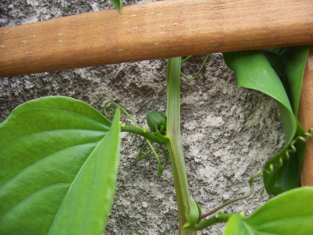 Passiflora alata