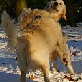 dwa goldeny #golden #pies #psy #zwierzęta