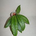 Hoya callistophylla