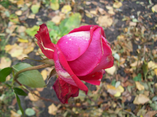 Jesienna róża :)