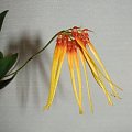 Bulbophyllum hirundinis