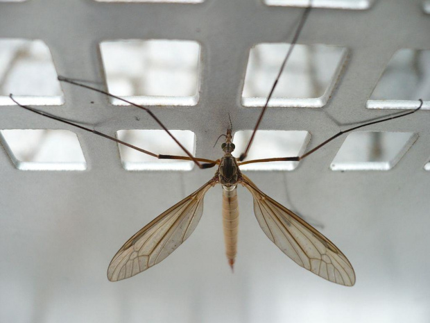owad - znacie go? #komar
