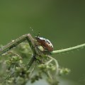 Białowieża, 08.2009
[Olympus E-410, Zuiko Digital 14-42, soczewka makro +8Dioptrii] #Białowieża #owad #chrząszcz #chrabąszcz #natura #makro