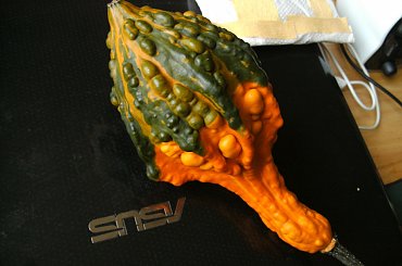 #dynia #dynie #AutumnWings #DancingGourd