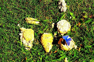 Modraszek samiec i samica, randka na odpadowych produktach procesu trawienia psa. #lepidoptera #łuskoskrzydłe #motyl #owad #PsiaKupa #modraszek