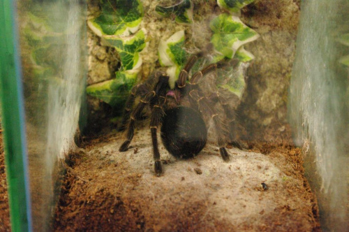 29.08.2009
Wystawa terrarystczna #pająki